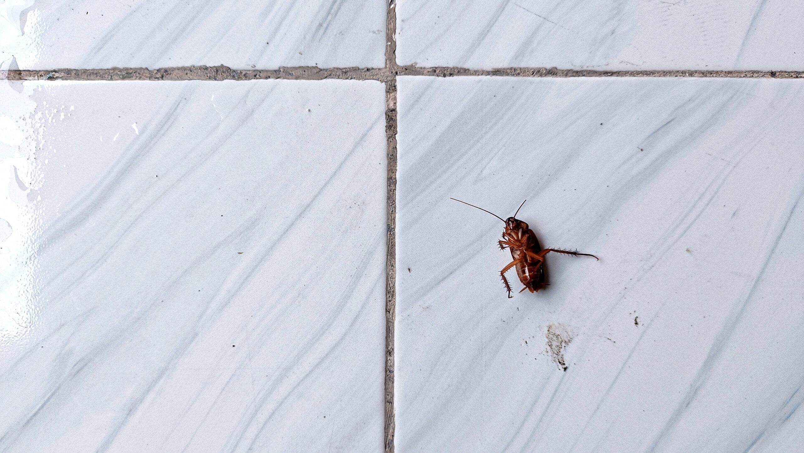 Comment détecter la présence de blattes / cafards