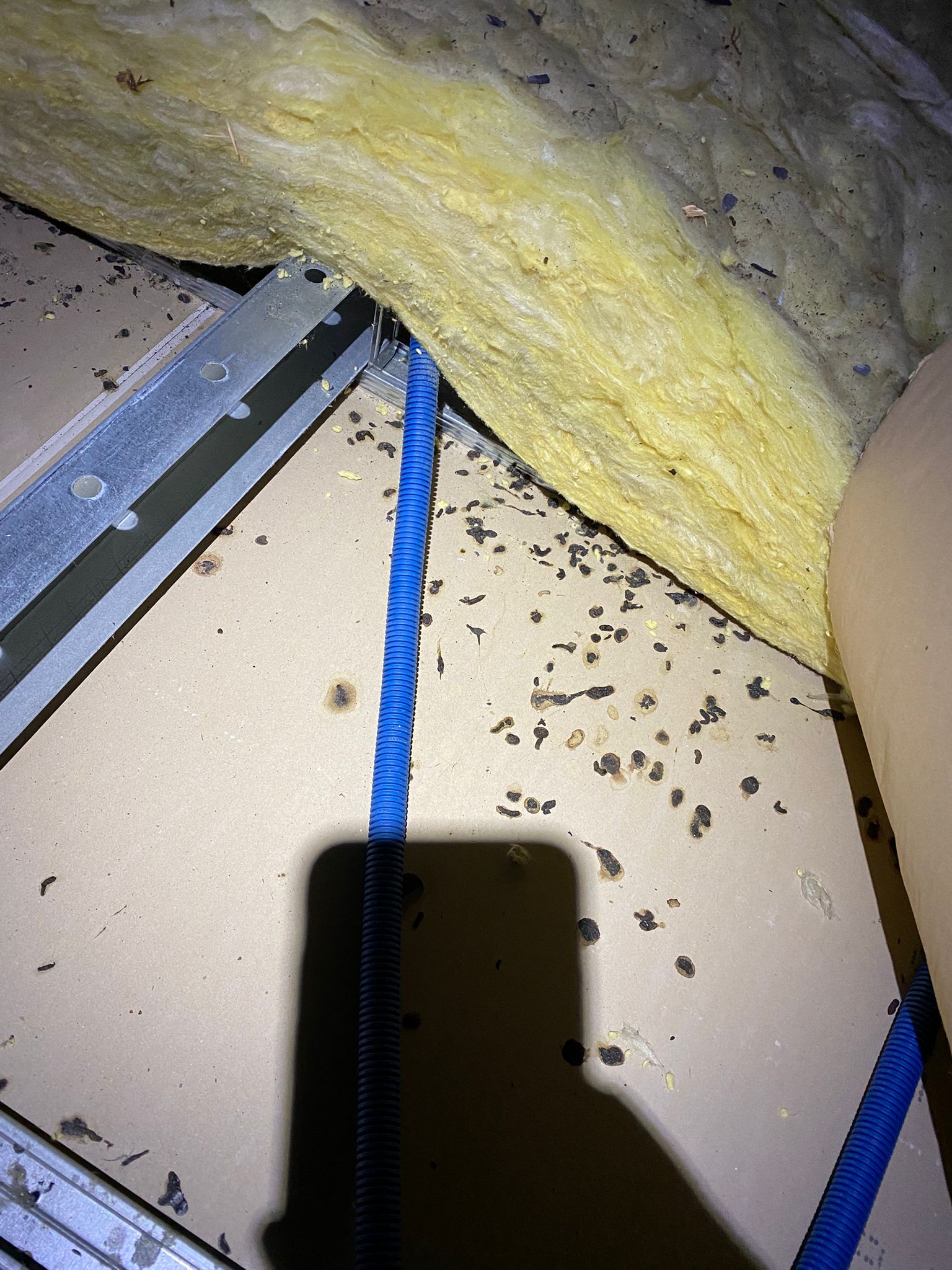 Levrard Nuisibles : dératisation professionnelle