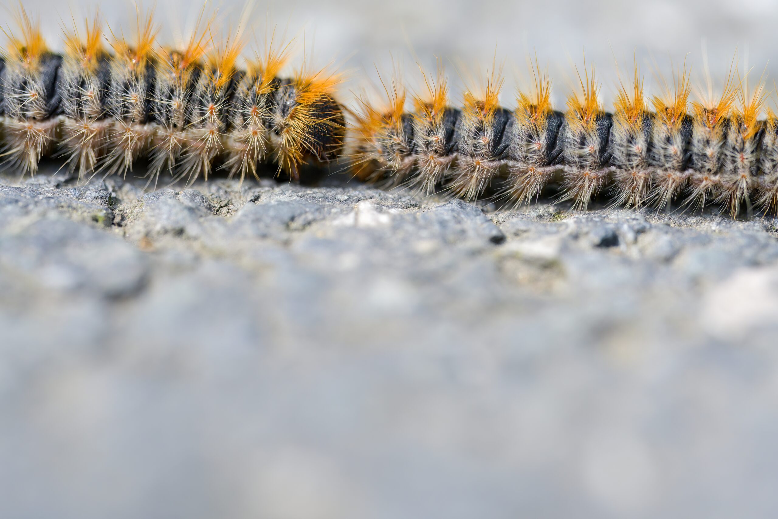 Traitement des chenilles processionnaires