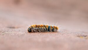 Chenilles processionnaires