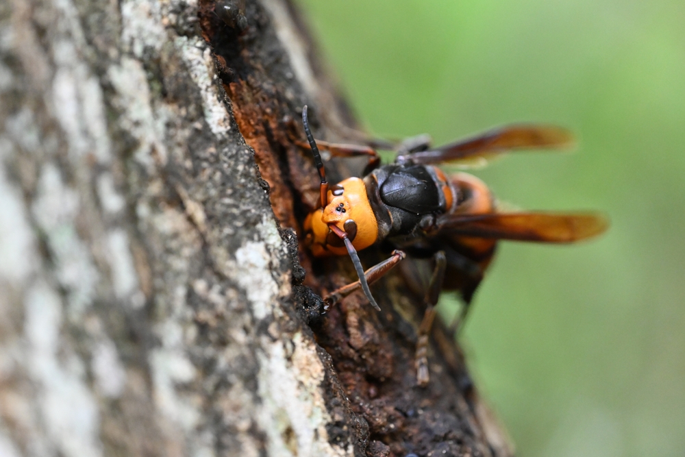 Piéger reine frelon asiatique