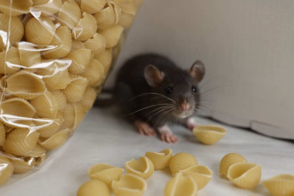 Rat cherchant à se nourrir